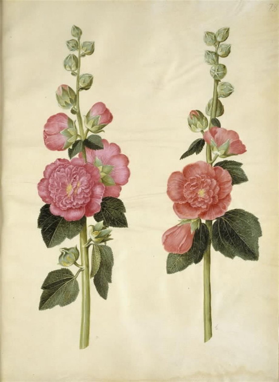 Alcea rosea (Stockrose) von Hans Simon Holtzbecker