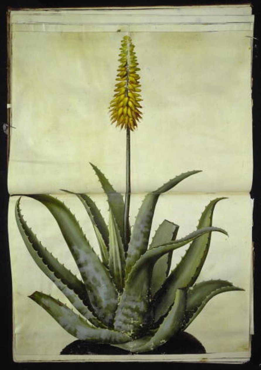 Aloe vera (Echte Aloe) von Hans Simon Holtzbecker