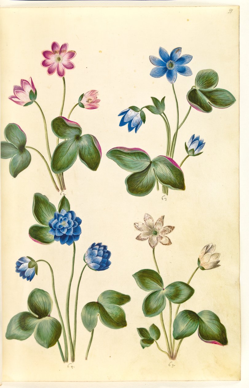 Leberblümchen (blaue Anemone) von Hans Simon Holtzbecker