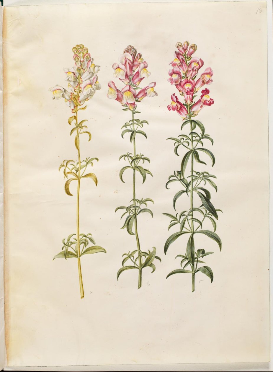 Antirrhinum majus (Garten-Löwenmaul) von Hans Simon Holtzbecker