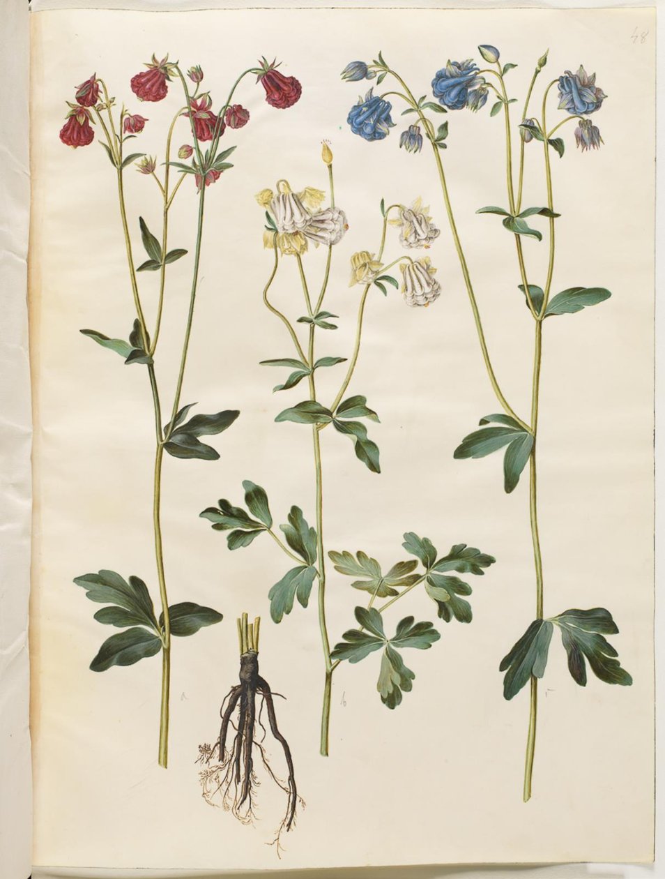 Aquilegia vulgaris (Gemeine Akelei) von Hans Simon Holtzbecker