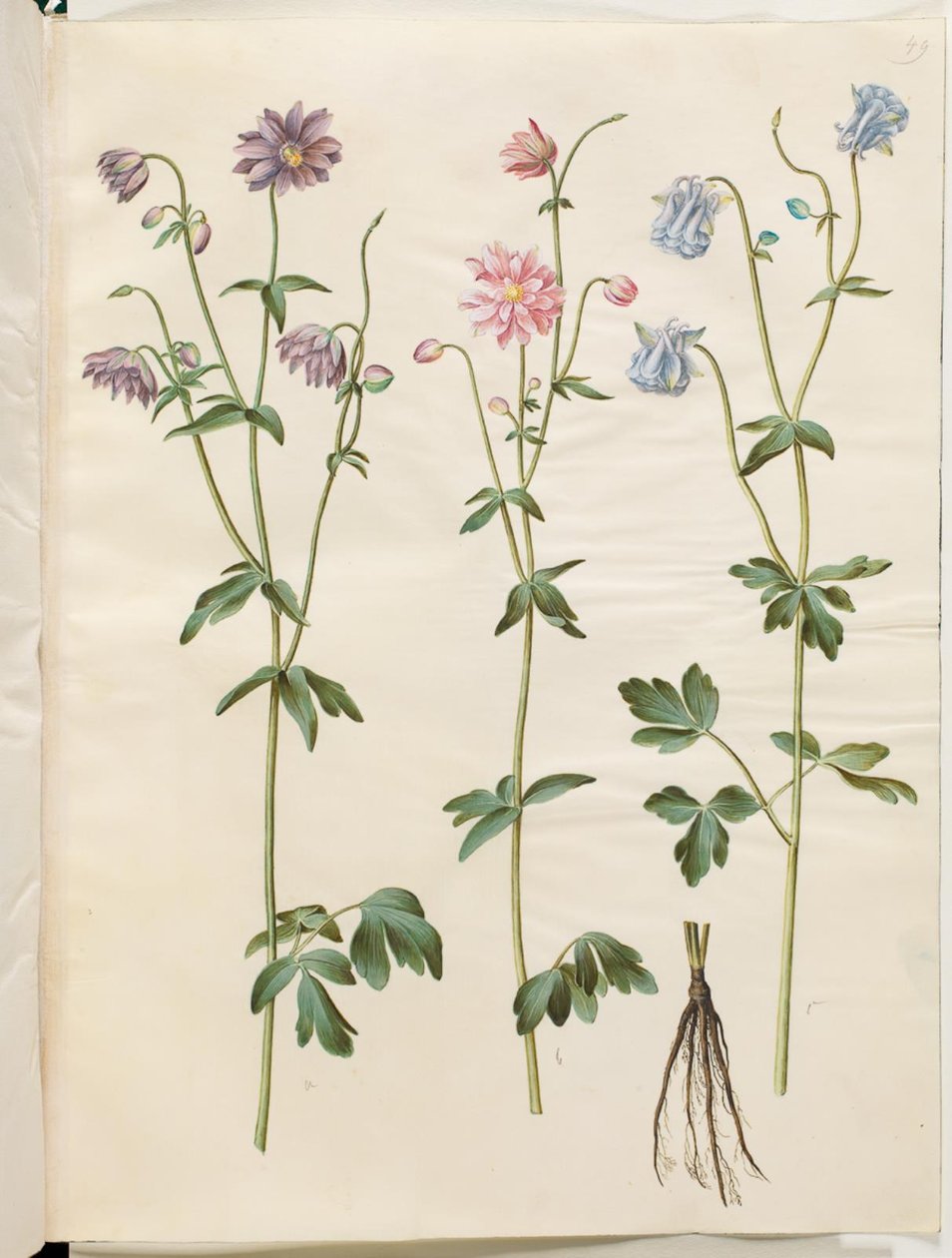Aquilegia vulgaris (Gemeine Akelei) von Hans Simon Holtzbecker