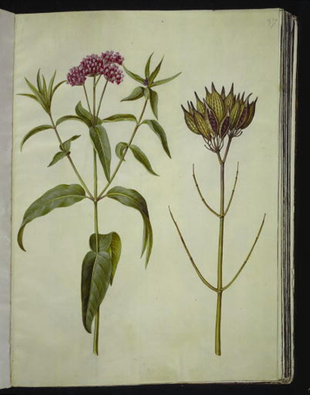 Asclepias incarnata (Rosen-Seidenpflanze) von Hans Simon Holtzbecker