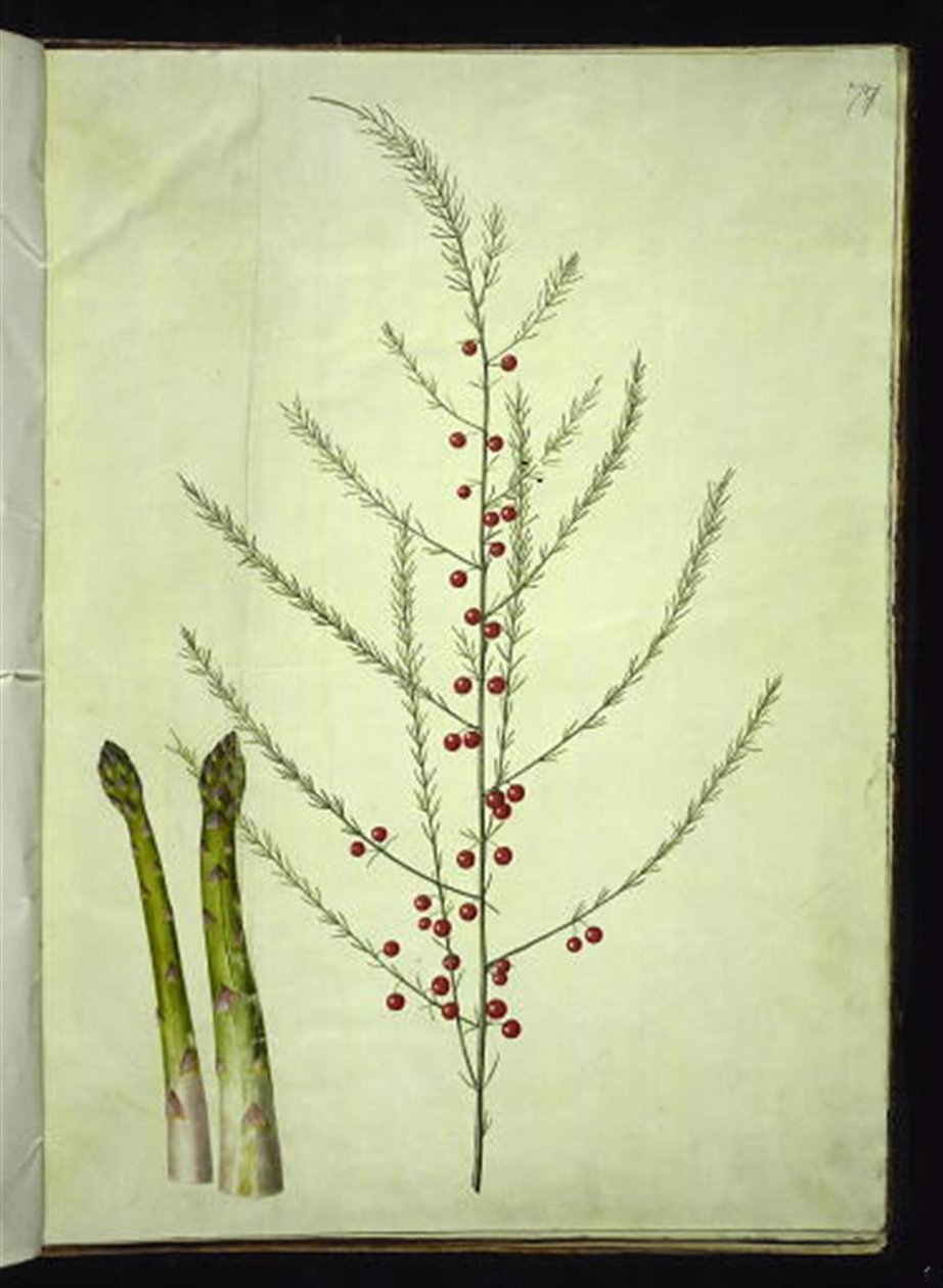 Spargel von Hans Simon Holtzbecker