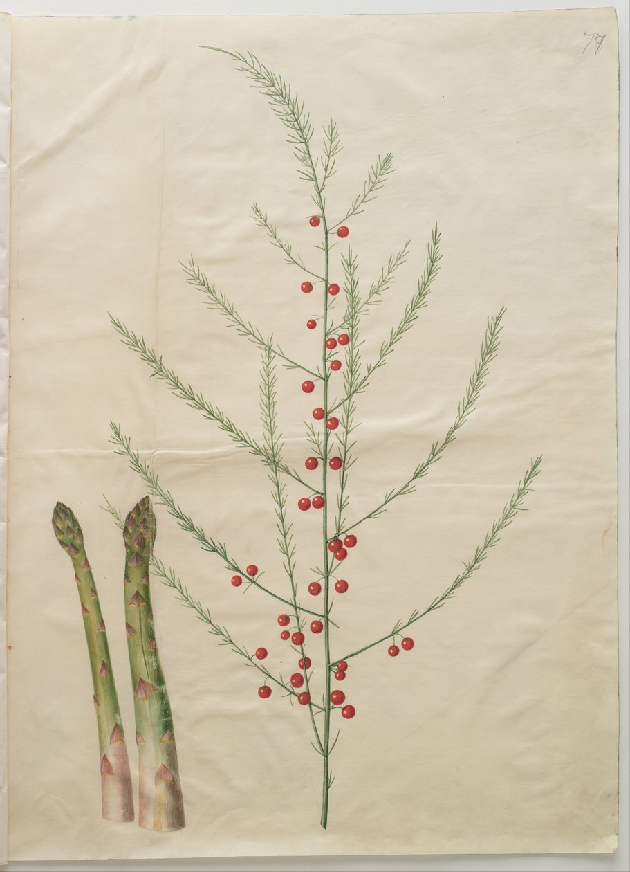Spargel von Hans Simon Holtzbecker