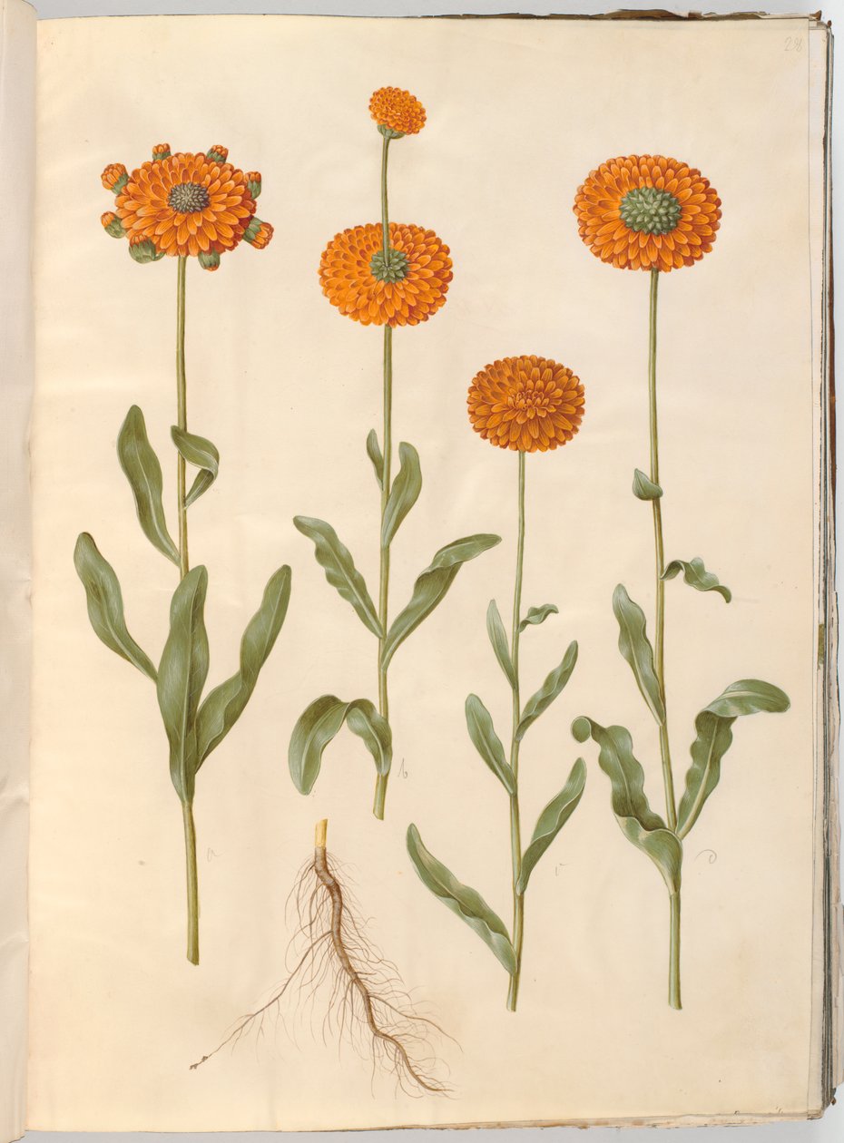 Calendula officinalis (Ringelblume) von Hans Simon Holtzbecker