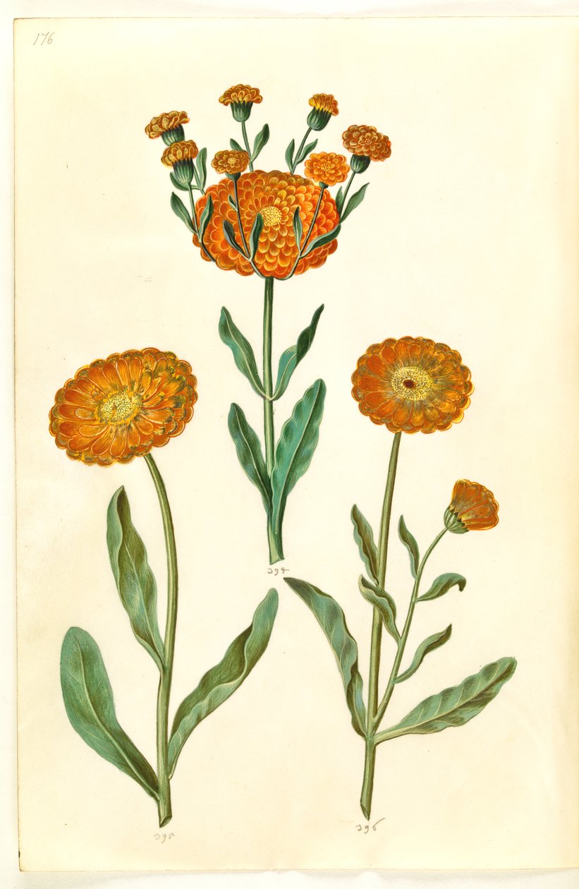 Calendula officinalis (Garten-Ringelblume) von Hans Simon Holtzbecker