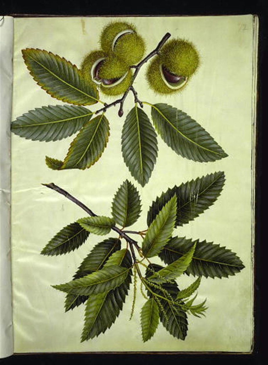 Castanea sativa (Edelkastanie) von Hans Simon Holtzbecker