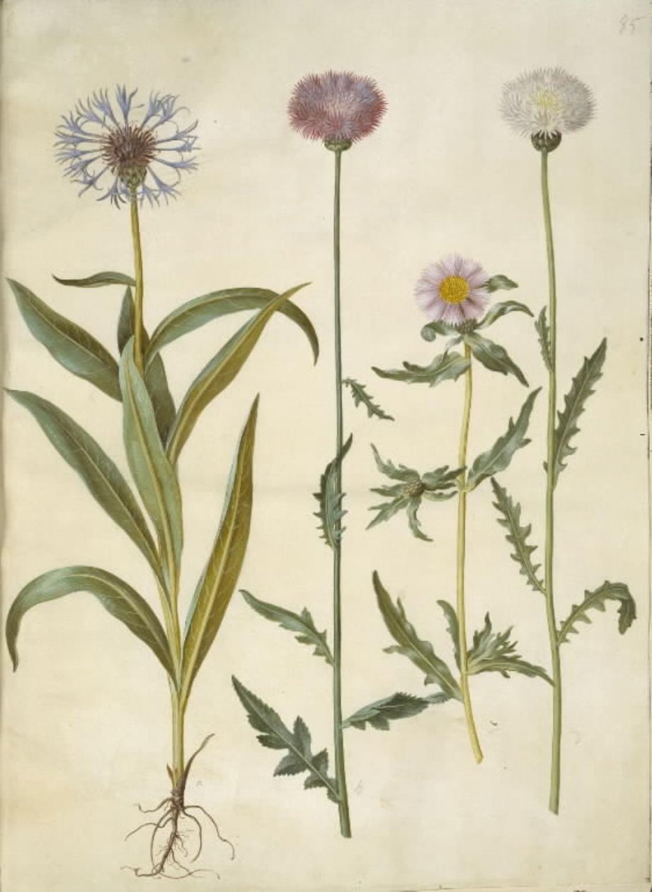 Centaurea montana (Berg-Flockenblume); Amberboa moschata (Moschus-Schafgarbe) von Hans Simon Holtzbecker
