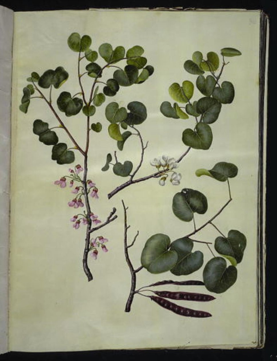 Cercis siliquastrum (Gewöhnlicher Judasbaum) von Hans Simon Holtzbecker