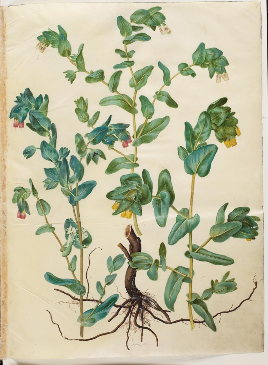Große Wachsblume von Hans Simon Holtzbecker