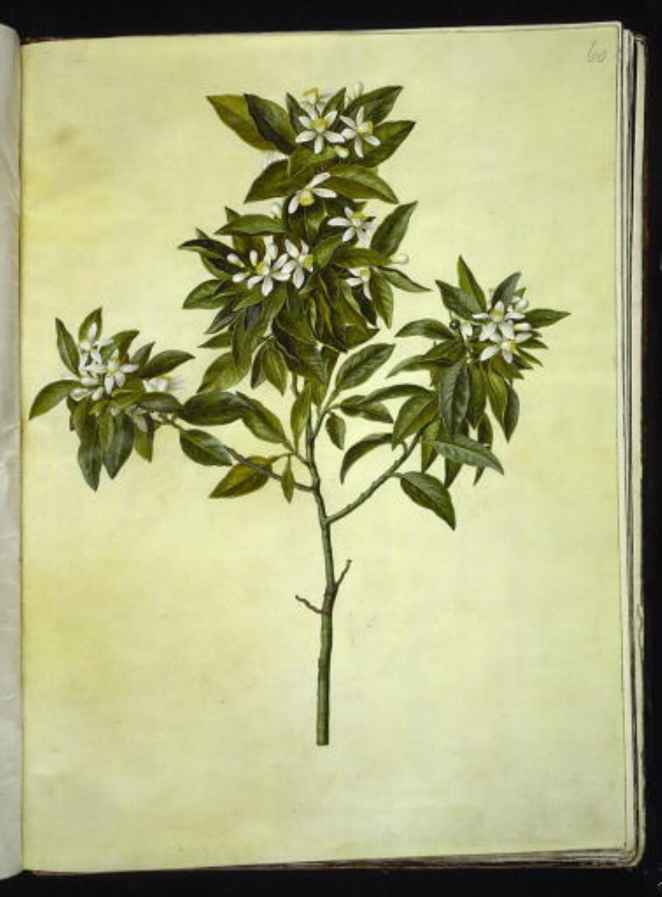 Citrus aurantium (Pomeranze) von Hans Simon Holtzbecker