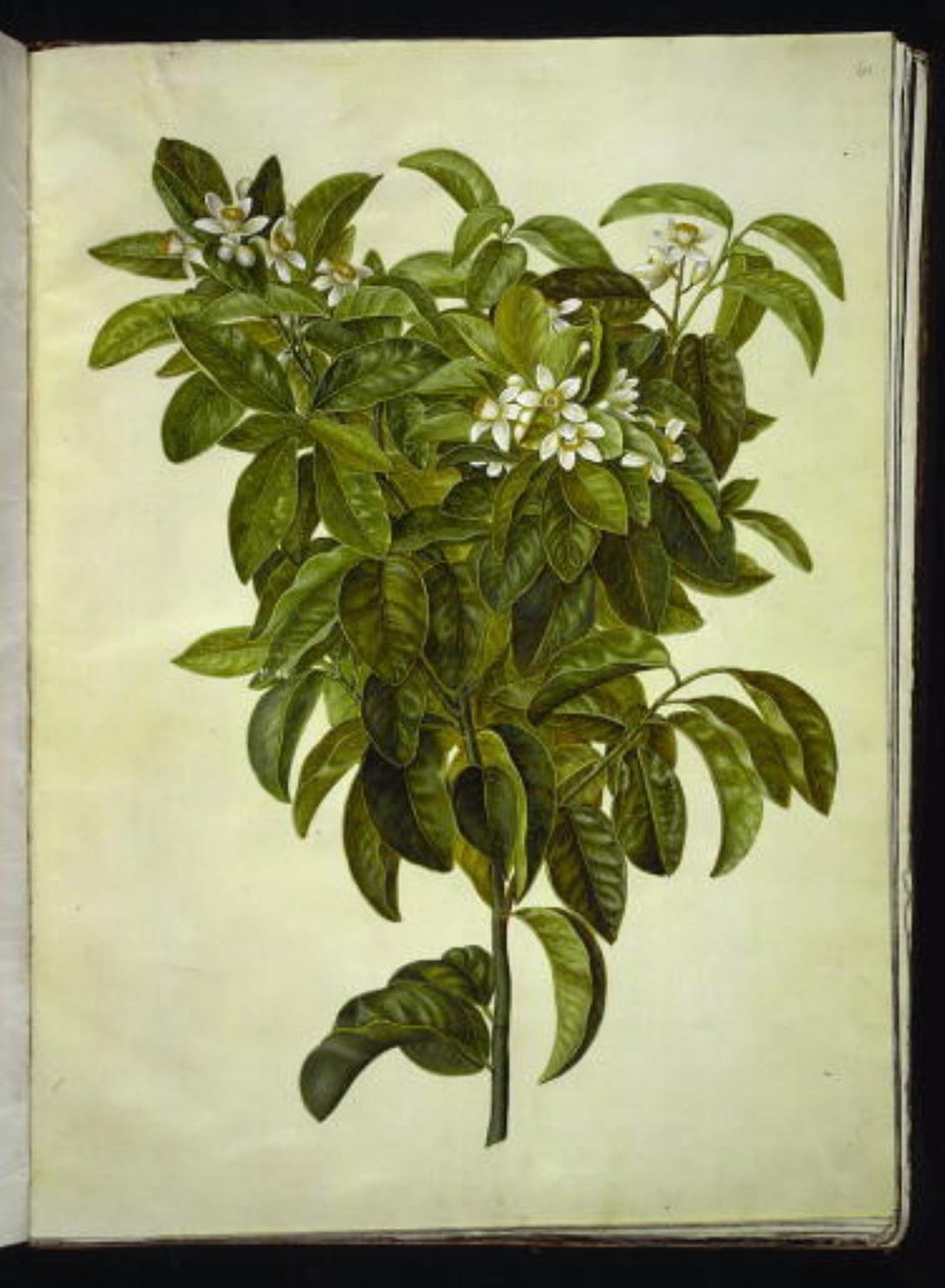 Citrus limon (gewöhnliche Zitrone) von Hans Simon Holtzbecker