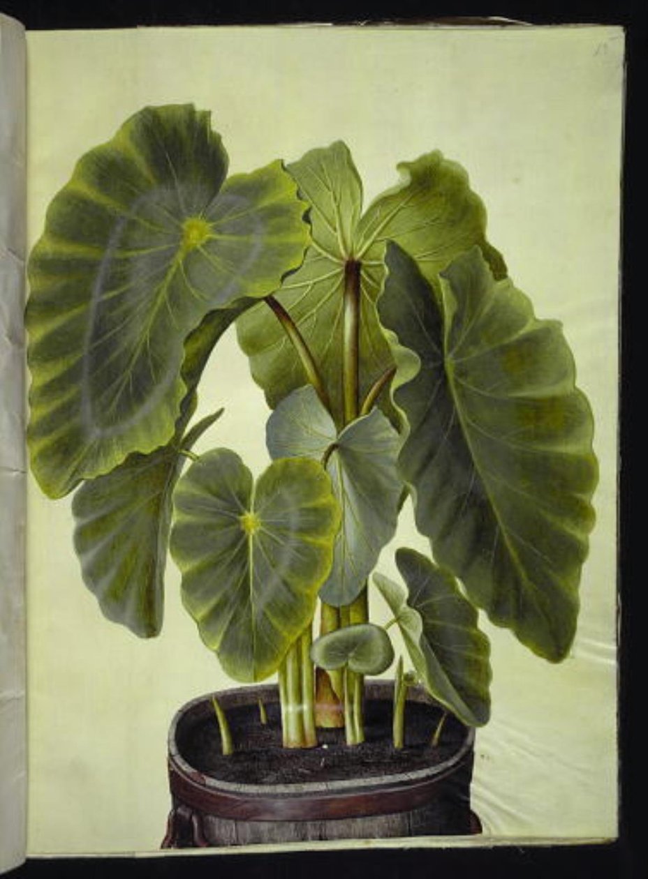 Colocasia esculenta (Taro) von Hans Simon Holtzbecker