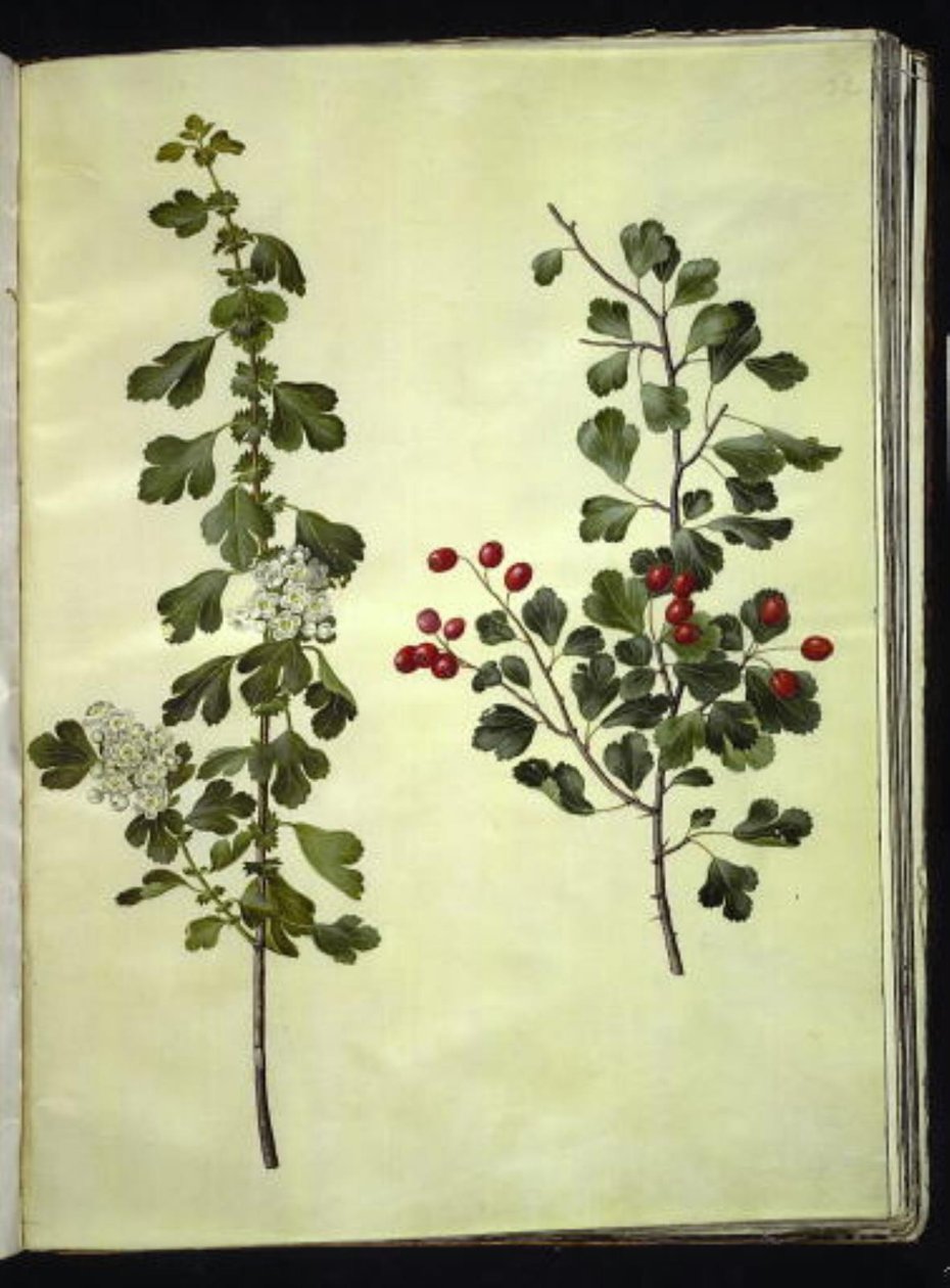 Crataegus laevigata (gewöhnlicher Weißdorn) von Hans Simon Holtzbecker