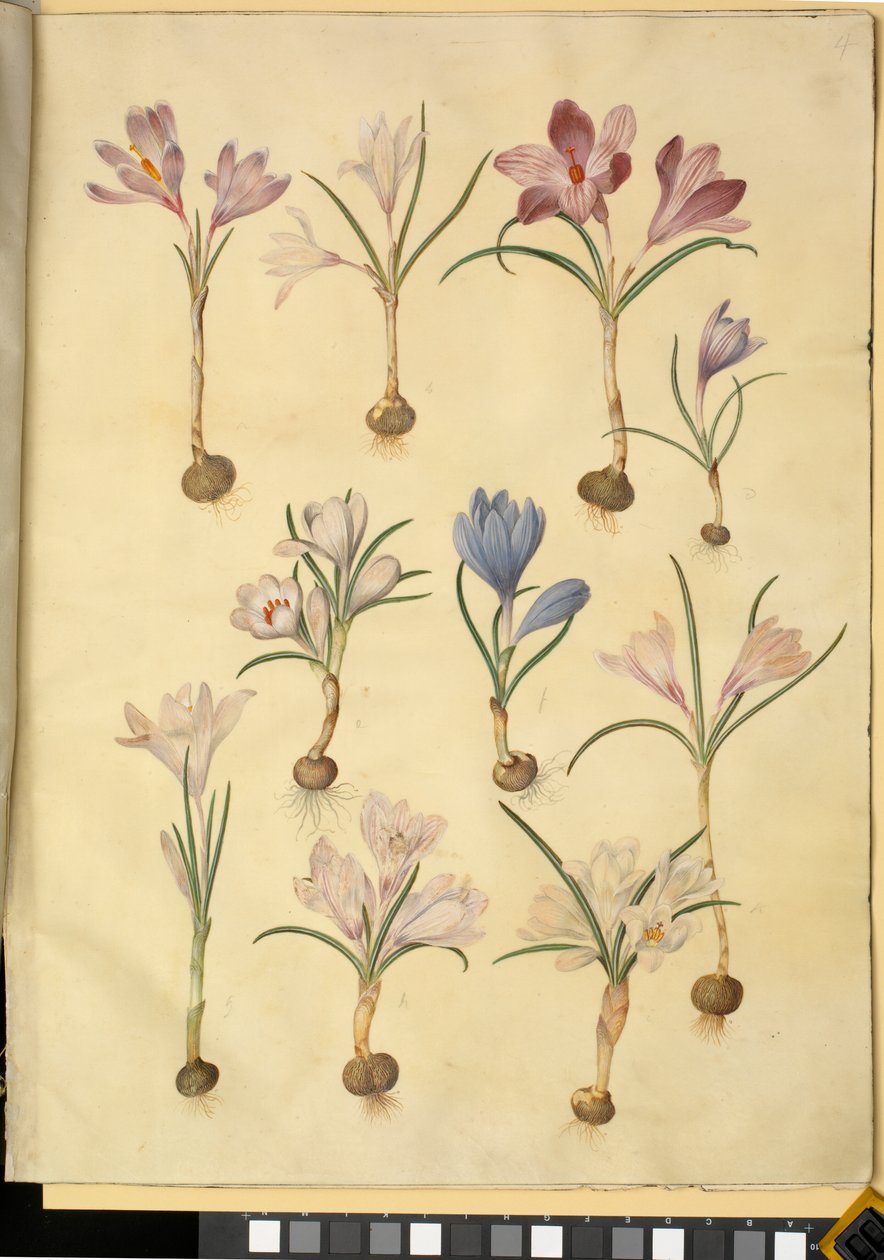 Frühlings-Krokus von Hans Simon Holtzbecker