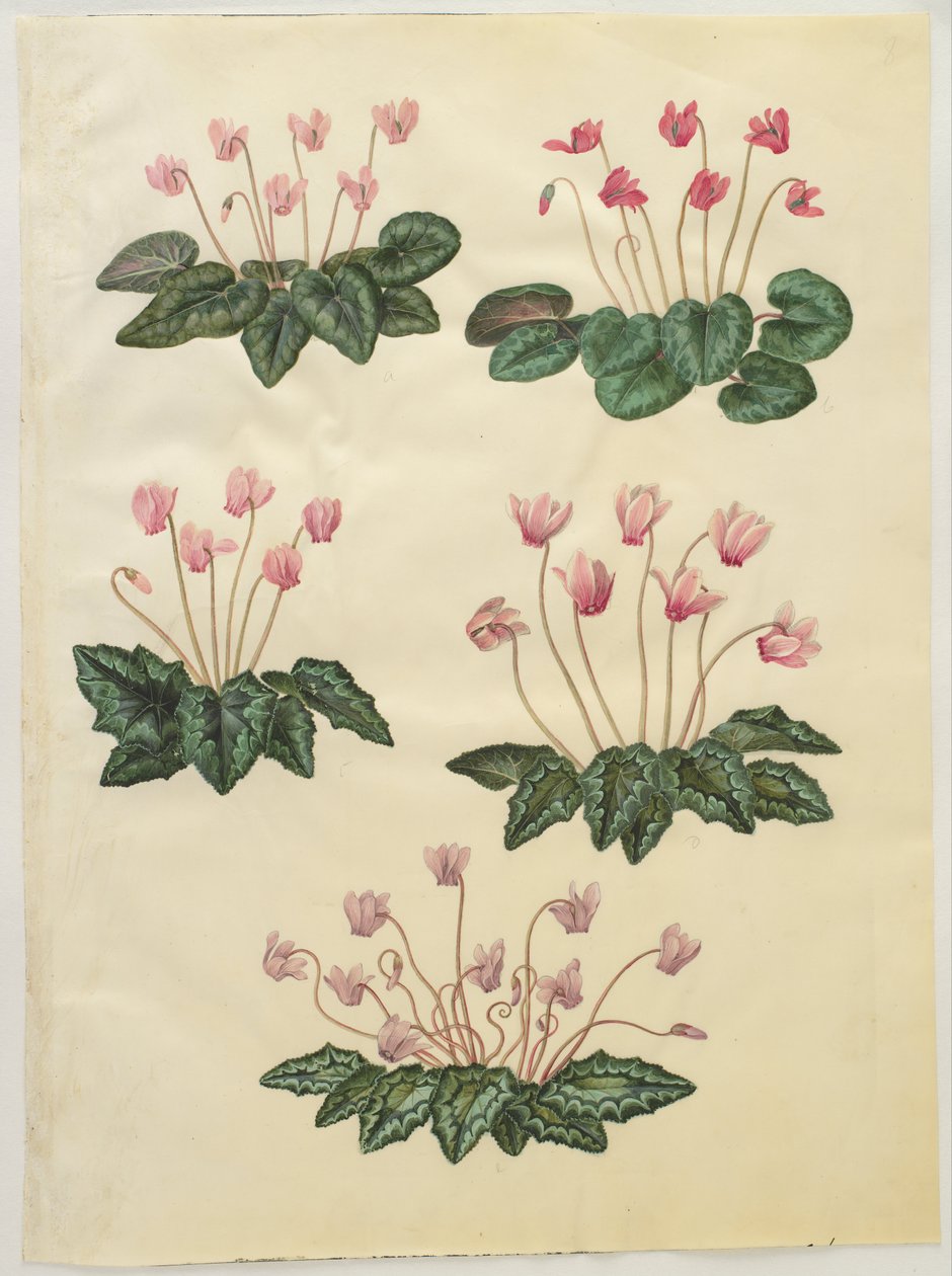 Alpenveilchen purpurascens; Alpenveilchen hederifolium von Hans Simon Holtzbecker