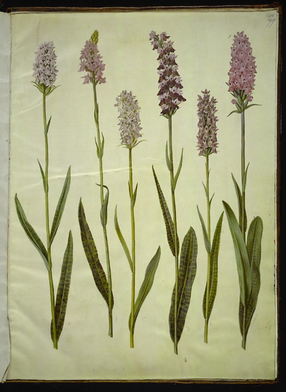 Dactylorhiza maculata (Geflecktes Knabenkraut) von Hans Simon Holtzbecker