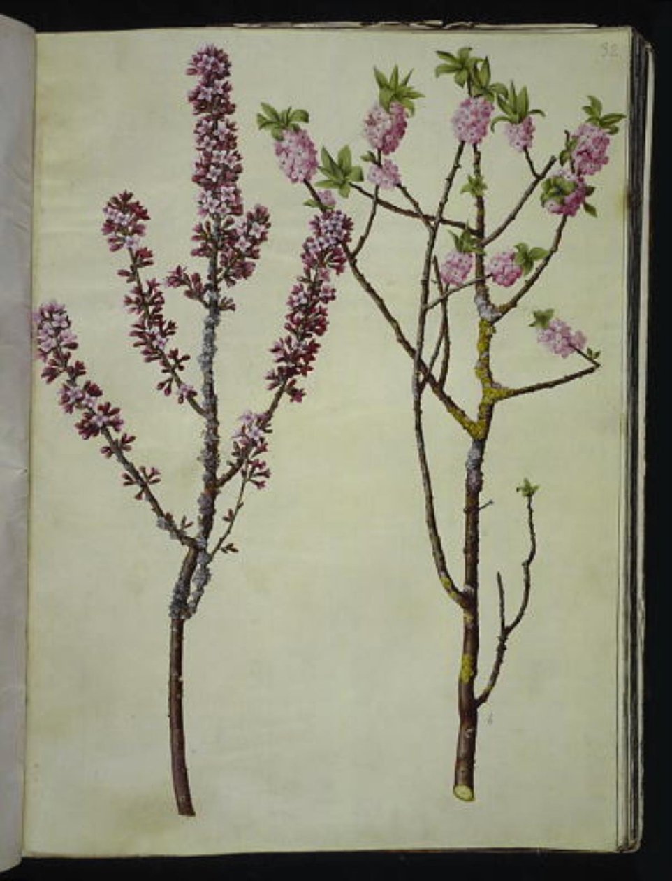 Daphne mezereum (Seidelbast) von Hans Simon Holtzbecker