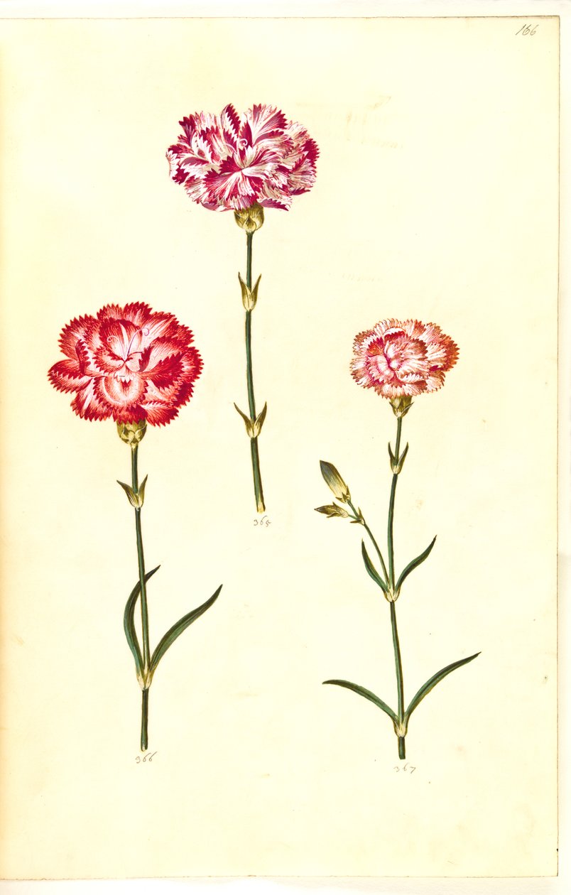 Dianthus caryophyllus (Gartennelke) von Hans Simon Holtzbecker