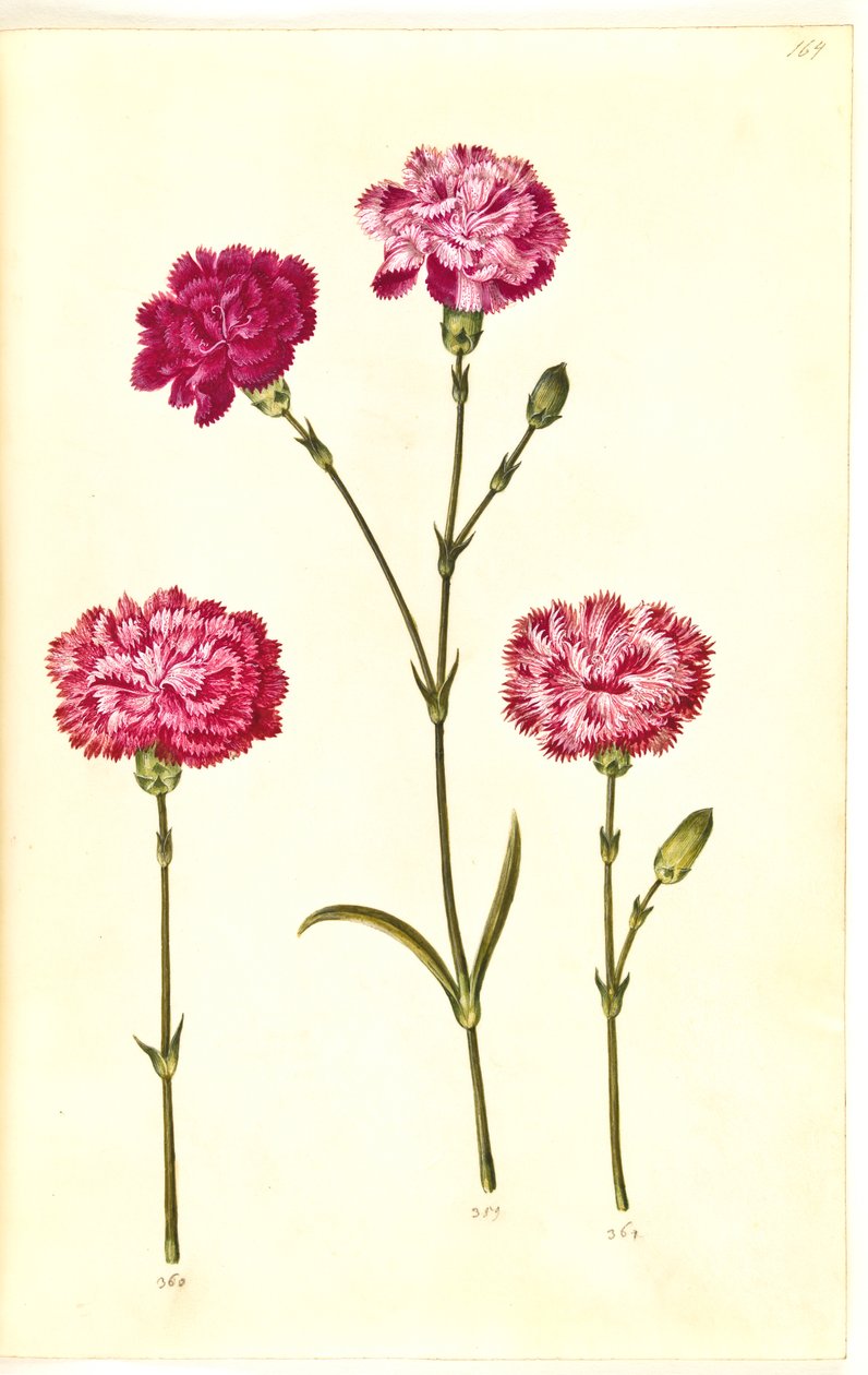 Dianthus caryophyllus (Gartennelke) von Hans Simon Holtzbecker