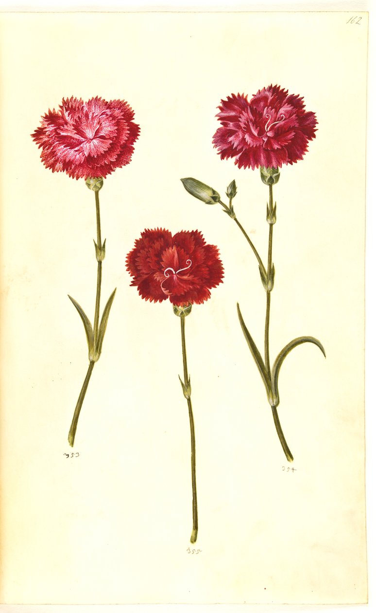 Dianthus caryophyllus (Gartennelke) von Hans Simon Holtzbecker