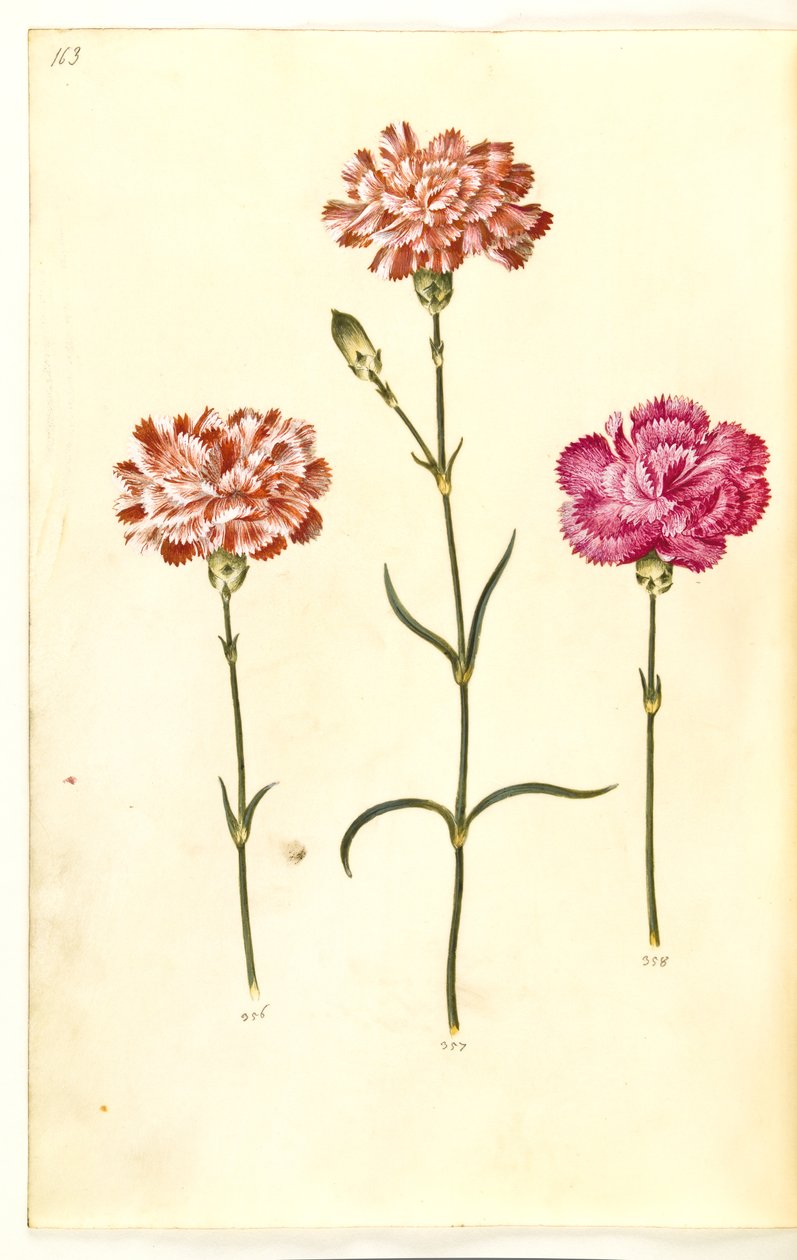Nelke (Gartennelke) von Hans Simon Holtzbecker