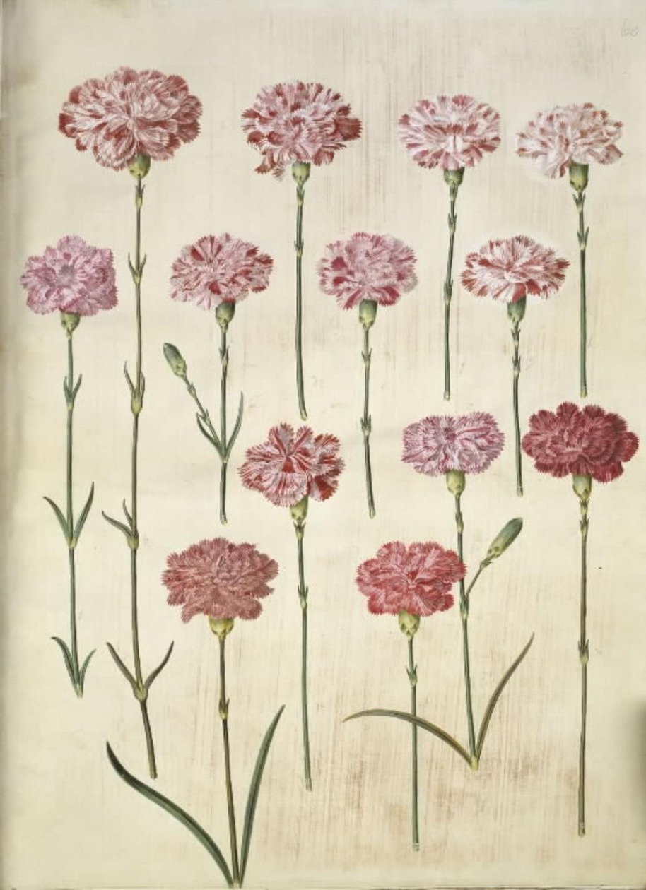Dianthus caryophyllus (Gartennelke) von Hans Simon Holtzbecker