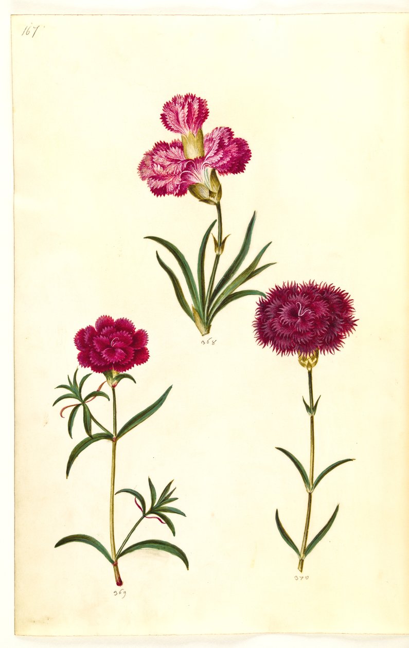 Dianthus caryophyllus (Gartennelke) von Hans Simon Holtzbecker