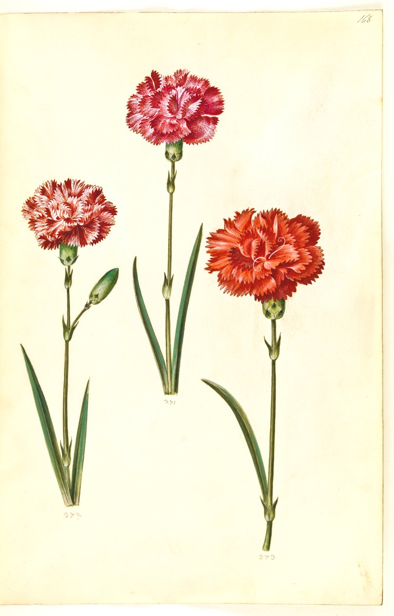 Dianthus caryophyllus (Nelke) von Hans Simon Holtzbecker