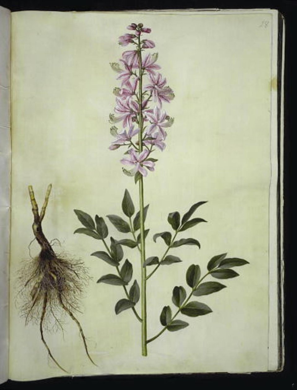 Dictamnus albus (weißer Diptam) von Hans Simon Holtzbecker