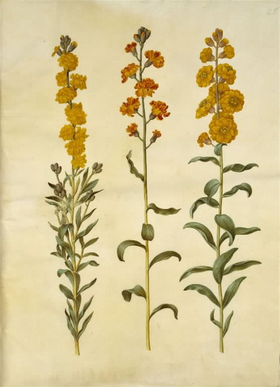 Goldlack (Erysimum cheiri) von Hans Simon Holtzbecker