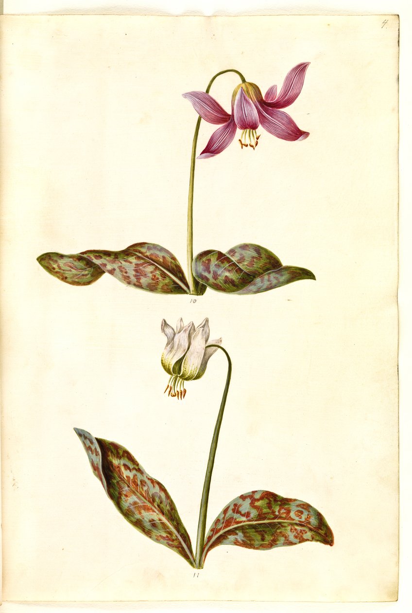 Erythronium dens-canis (echter Hundszahn) von Hans Simon Holtzbecker