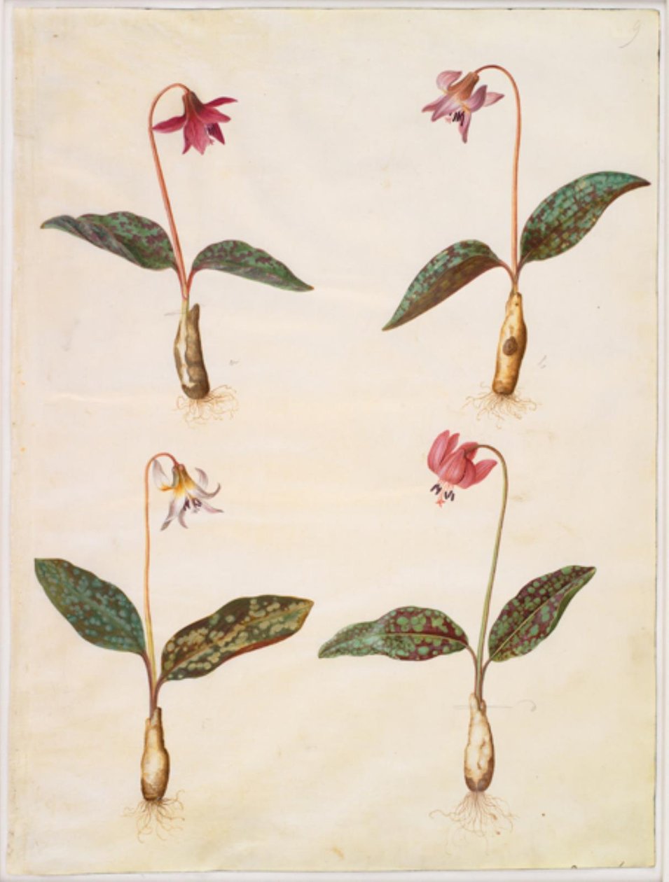 Erythronium dens-canis (echter Hundszahn) von Hans Simon Holtzbecker