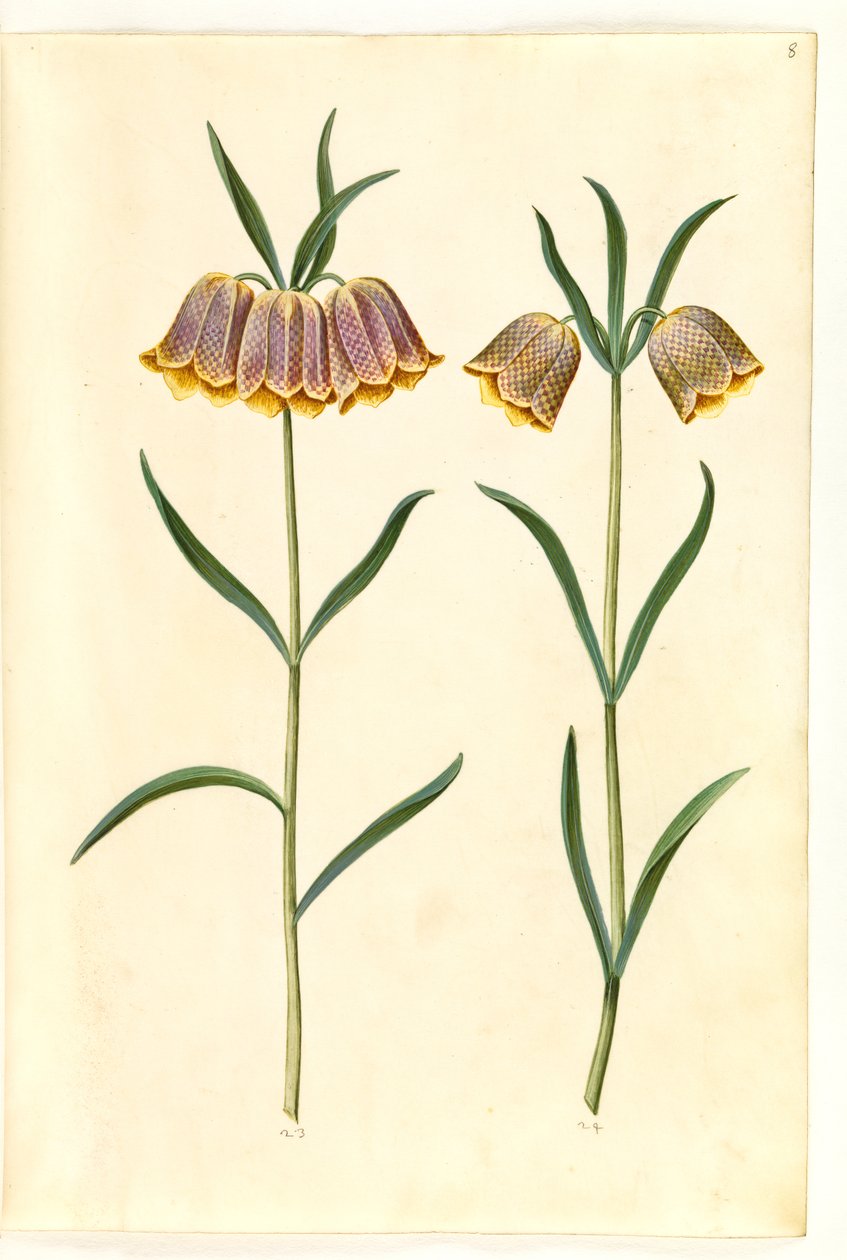 Fritillaria meleagris (Schachbrettblume) von Hans Simon Holtzbecker