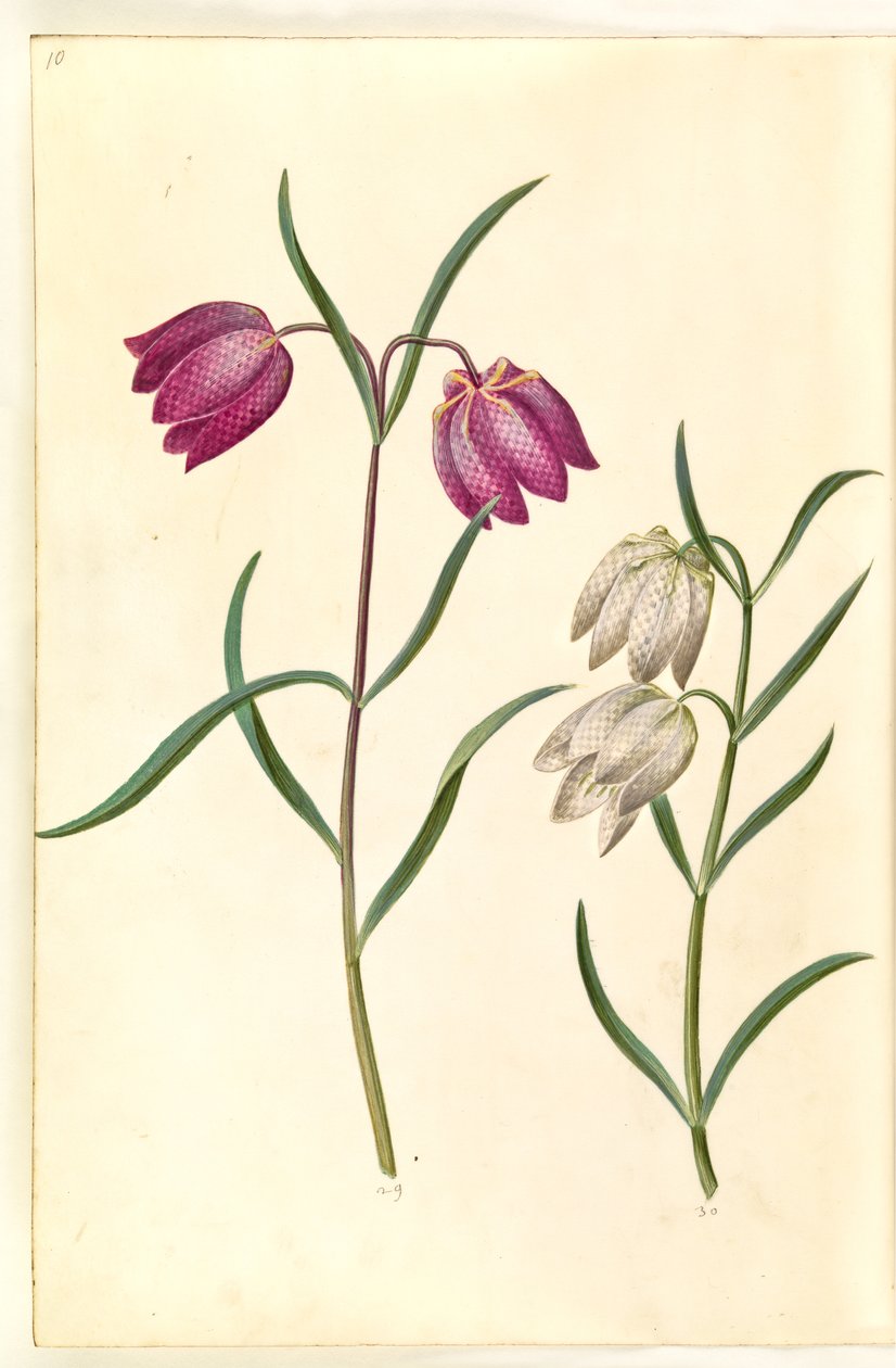 Fritillaria meleagris (Schachbrettblume) von Hans Simon Holtzbecker