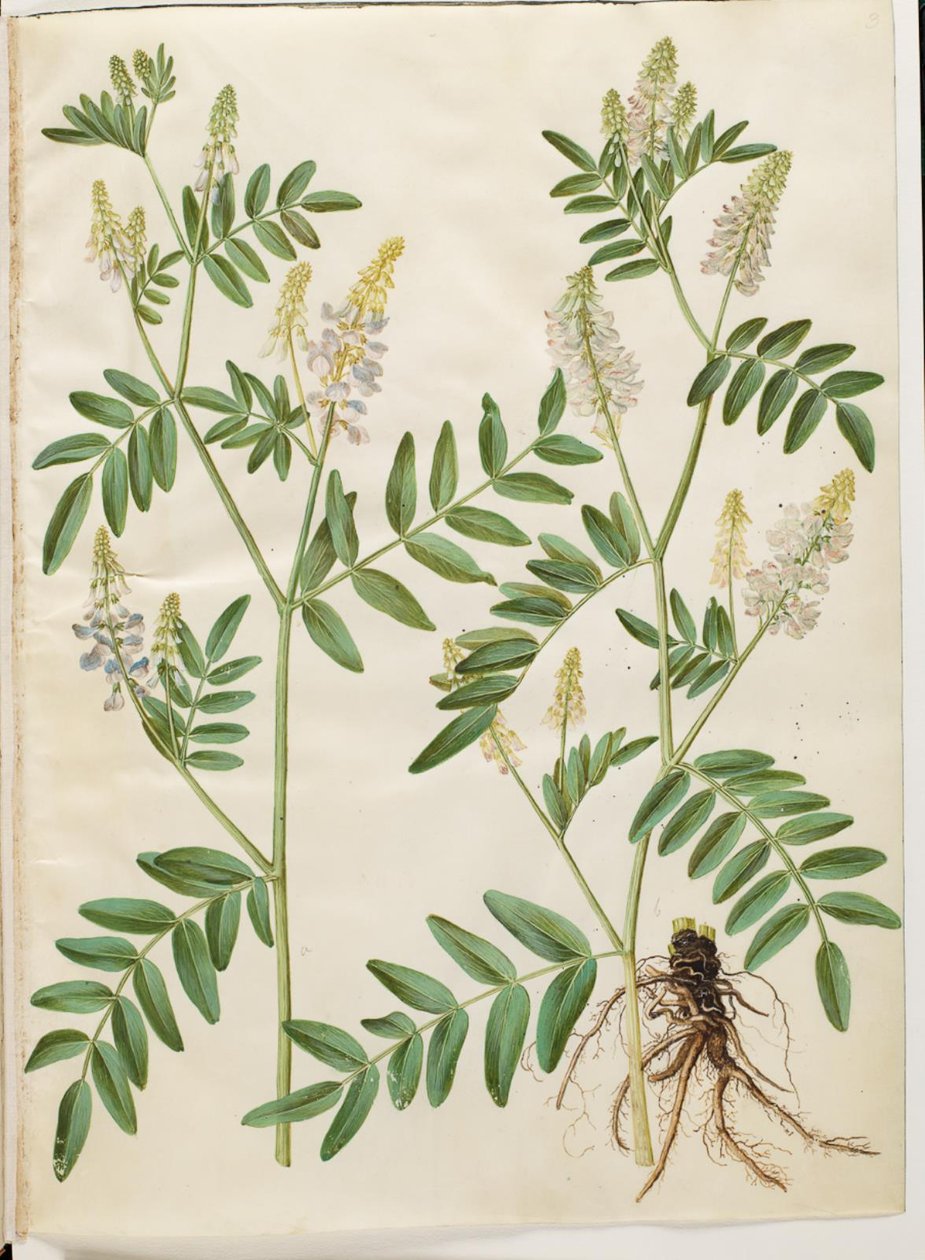 Galega officinalis (Echte Geißraute) von Hans Simon Holtzbecker