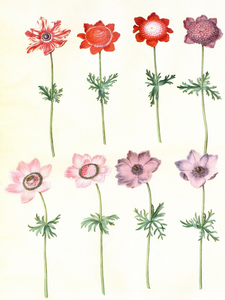Gc25 Anemone coronaria von Hans Simon Holtzbecker