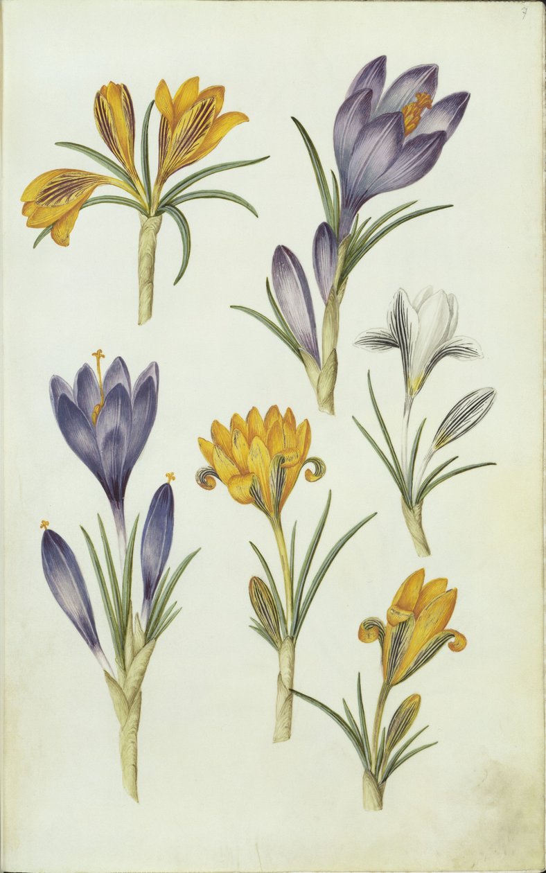 Krokusse von Hans Simon Holtzbecker