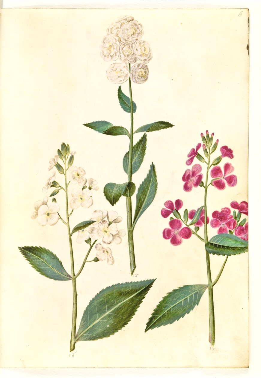 Hesperis matronalis (Gewöhnliche Nachtviole) von Hans Simon Holtzbecker