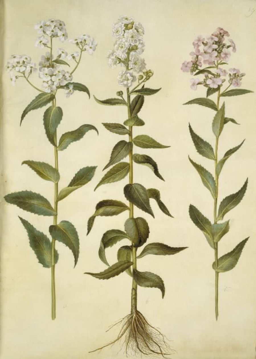 Nachtviole (gemeine Nachtviole) von Hans Simon Holtzbecker