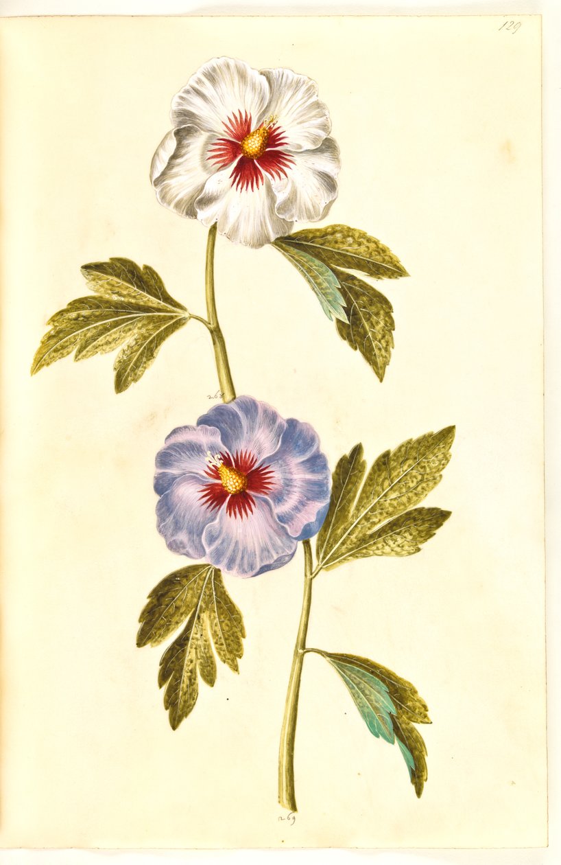 Hibiscus syriacus (Syrische Rose) von Hans Simon Holtzbecker