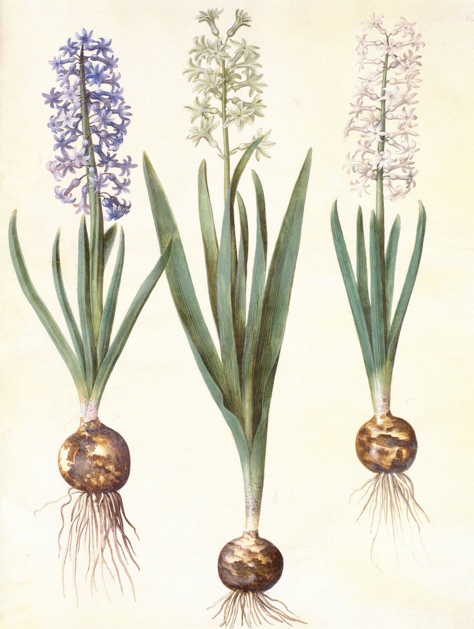 Hyacinthoides orientalis simp et pl von Hans Simon Holtzbecker