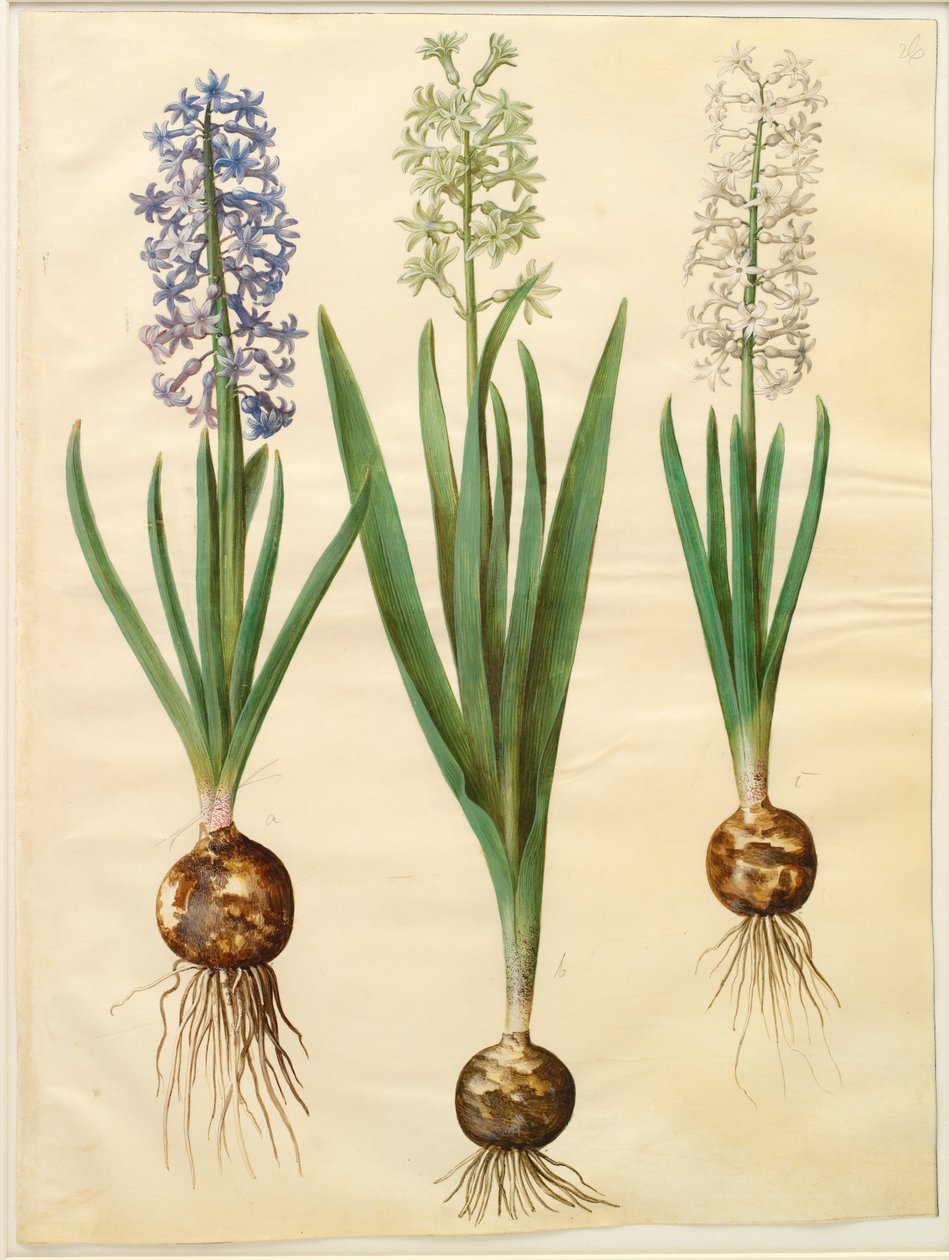 Hyacinthoides orientalis simp et pl von Hans Simon Holtzbecker