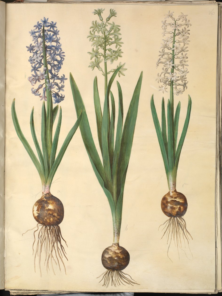 Hyacinthus orientalis (gewöhnliche Hyazinthe) von Hans Simon Holtzbecker