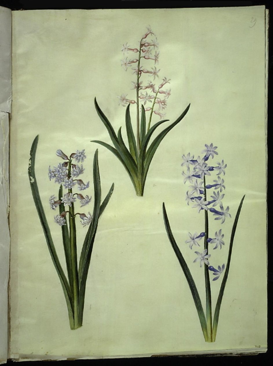 Hyacinthus orientalis (gewöhnliche Hyazinthe) von Hans Simon Holtzbecker