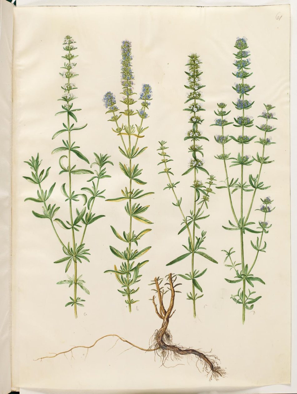 Hyssopus officinalis (echter Ysop) von Hans Simon Holtzbecker