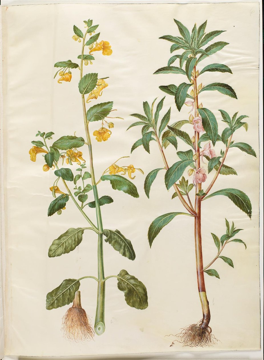 Springkraut (Impatiens noli-tangere); Gartenbalsamine (Impatiens balsamina) von Hans Simon Holtzbecker