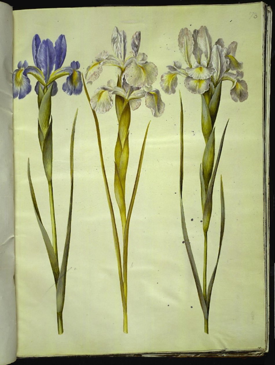 Iris latifolia (englische Iris) von Hans Simon Holtzbecker