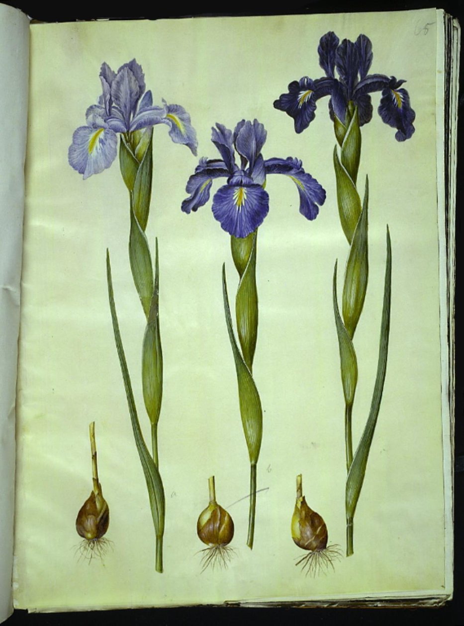 Iris latifolia (englische Iris) von Hans Simon Holtzbecker